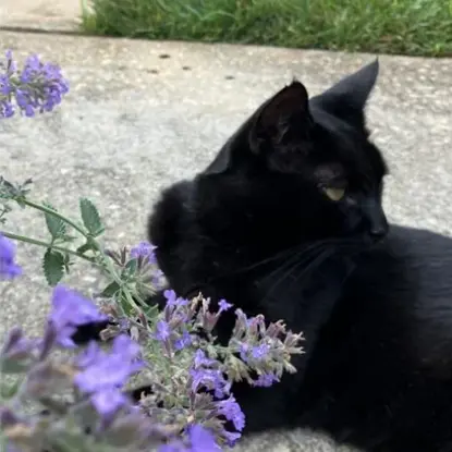Binx   Photo