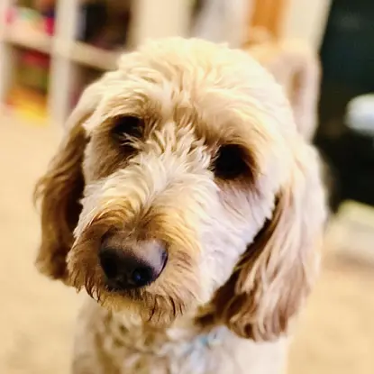 Millie   Photo