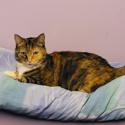 Chloe   Photo